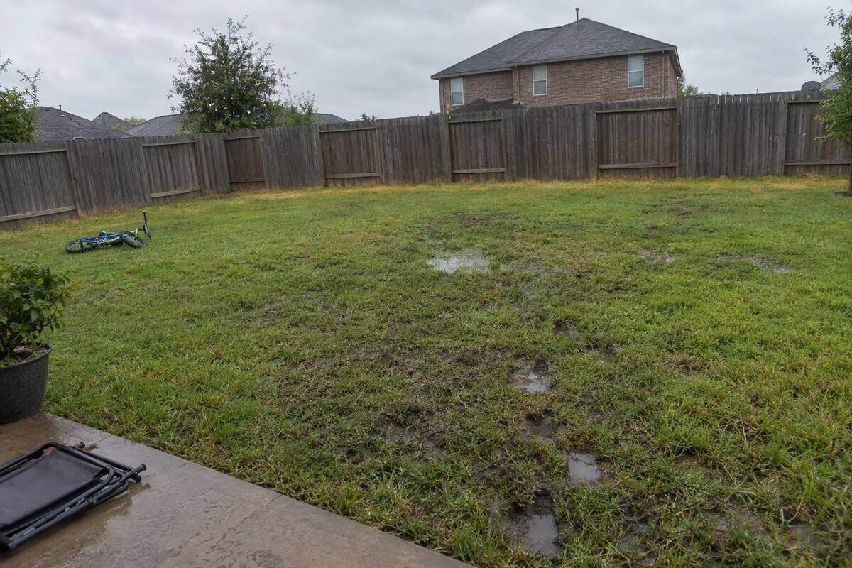 A flat backyard lawn after rain, dark matted patches of grass and small puddles near a cedar fence